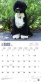 Portugese Waterhond Kalender 2018 Browntrout