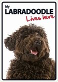 Labradoodle lives here