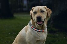 Safety Gear Veiligheidshalsband+Lampje - Hond - 30-45 cm