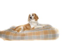 Dog's Companion Hondenkussen - XS - 55 x 45 cm - Country Field