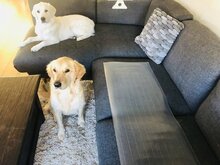 Trainingsmat Hond - 43 x 122 cm