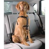 Safe Dog Set voor de hond Extra Large