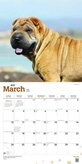 Shar Pei Kalender 2019 Browntrout