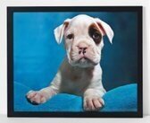 Hondenposter 3 poster in lijst/dieren/funny