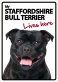Staffie lives here