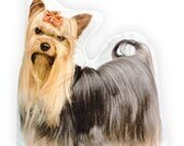 Intimo Hond Yorkshire Terrier - Sierkussen - 40x36 cm - Bruin/Zwart