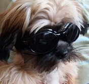 Hondenzonnebril Biker Black frame/Mirror lens