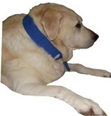 Koelings halsband hond / cooling band - DD-1720