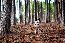 EzyDog Neopreen Halsband Zwart XXL 4,5 cm dik