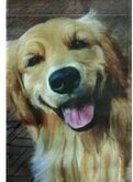 tuinvlag Golden Retreiver 31x46cm