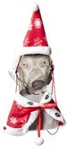 Kerstkleding - Cape en Kerstmuts Hond