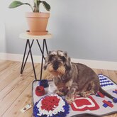 Snuffelkleed voor hond of kat L75 X B50 cm