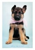 Poster- Thomas- de- herdershond- pup- (61x91.5cm)