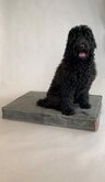 DNR Hondenkussen leer 80x55x10cm - Antraciet