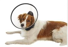 Buster premium collar beschermkap s <10kg