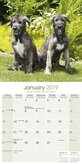 Ierse Wolfshond Kalender 2019 Avonside