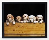 honden puppy's, labrador  Poster in lijst/Dieren/Honden