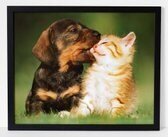 hond en kat poster  Poster in lijst/dieren/funny
