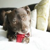 Hondenspeelgoed Dental Stick