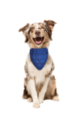 Koel Bandana Hond Pacific Blue