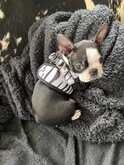 Hondentuig Comfy Harnass Zebra