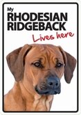 Rhodesian Ridgeback lives here