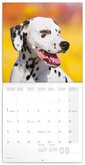 Dogs Kalender 2019 Presco