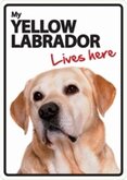 My Yellow Labradore lives here