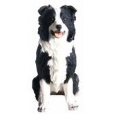 Beeldje zwarte Border Collie hond 26 cm