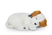 Jack russel