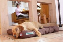 Doctor Bark hondenkussen bruin, maat S