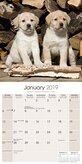 Labrador Retriever Blond Kalender 2019 Avonside