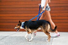 EzyDog Soft Trainer Traffic Control Candy 181 cm X 12 mm