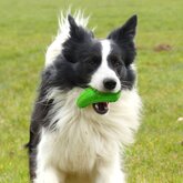 Major Dog Courgette