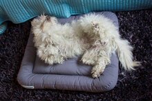 Doctor Bark hondenkussen, grijs, maat S