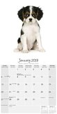 Cavalier King Charles Spaniel Kalender Studio Range 2019 Avonside