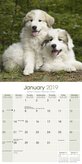 Pyreneese Berghond Kalender 2019 Avonside