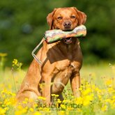 Major Dog Voer dummy groot