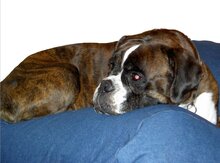 Dog's Companion Hondenmand - XL - 140 x 95 cm - Jeans