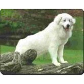 Pyreneese Berghond  Muismat