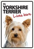 Yorkie lives here