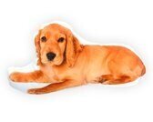 Intimo Hond Engelse cocker Spaniel - Sierkussen - 50x26 cm - Bruin