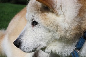 Akita waakbord.jpg