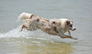 Australian Shepherd t shirt.jpg