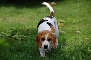Honden accessoire.jpg