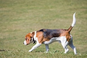 Beagle t shirt.jpg