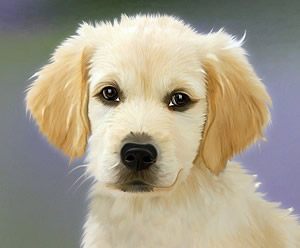 Beaphar vlooiendruppels honden.jpg