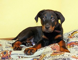 Beauceron t shirt.jpg