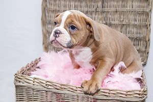 Franse bulldog beeld.jpg
