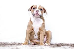 Beeldjes hond.jpg